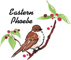 Eastern Phoebe