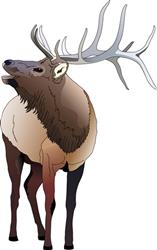 ELK