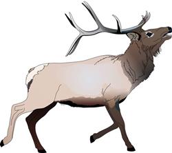ELK