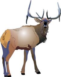 ELK