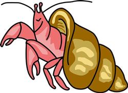 HERMIT CRAB
