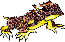 HORNED TOAD