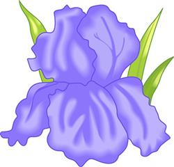 IRIS FLOWER