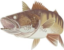 LARGE WALLEYE