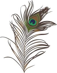 Peacock Feather