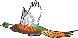 PHEASANT FLYING