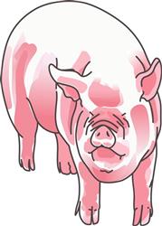 PIG