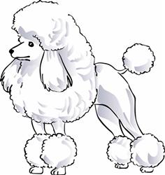 POODLE