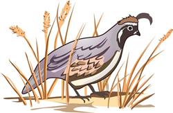 QUAIL