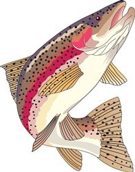 RAINBOW TROUT