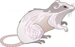 RAT