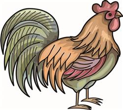 ROOSTER
