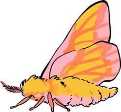 Rosy Maple Moth