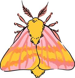 Rosy Maple Moth