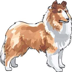 ROUGH COLLIE