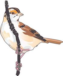 SPARROW