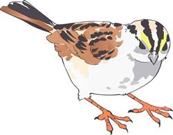 SPARROW