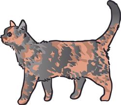 Tortoiseshell Cat