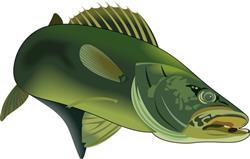 WALLEYE FISH