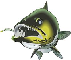 WALLEYE FRONT VIEW