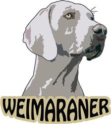 Weimaraner