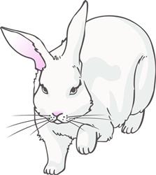 WHITE RABBIT