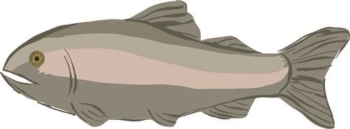 Fish Fish