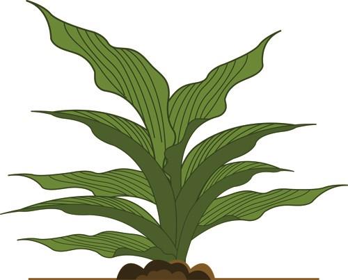 Hosta Leaves Hosta Leaves