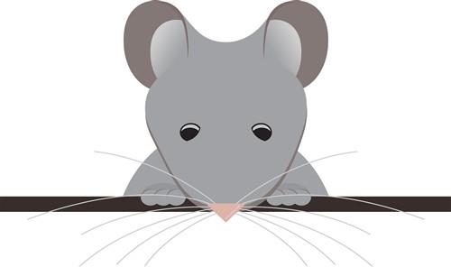 Pocket Mouse Pocket Mouse