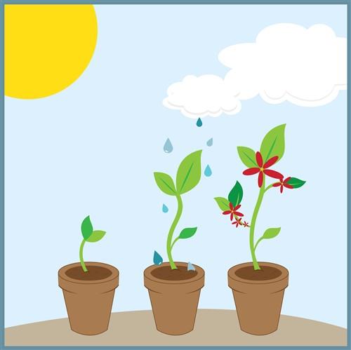 Seedlings Seedlings