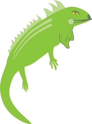 Iguana Iguana