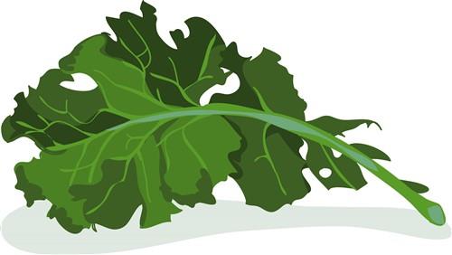 Kale Leaf Kale Leaf