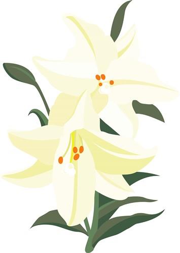 Lily Lily