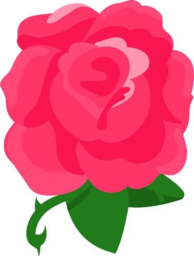 Rose Bloom Rose Bloom