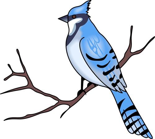 BLUE JAY BLUE JAY