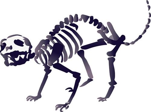 Cat Skeleton Cat Skeleton