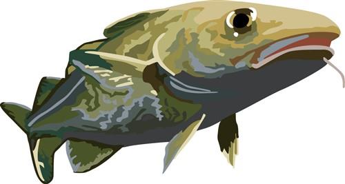 Cod Fish Cod Fish
