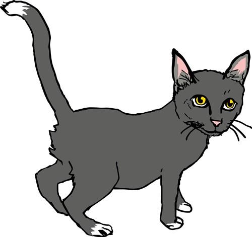 GRAY KITTY GRAY KITTY