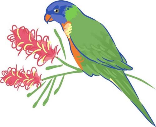 LORIKEET LORIKEET