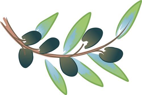 OLIVE BRANCH OLIVE BRANCH