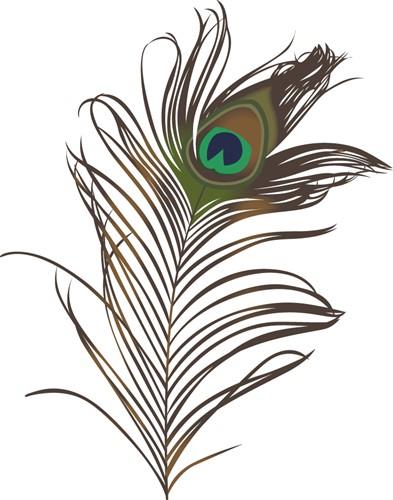 Peacock Feather Peacock Feather