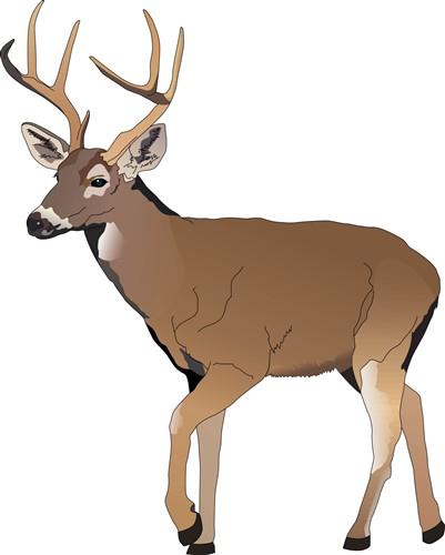 Digital Art Of Large Whitetail Buck Running Through A Stream With