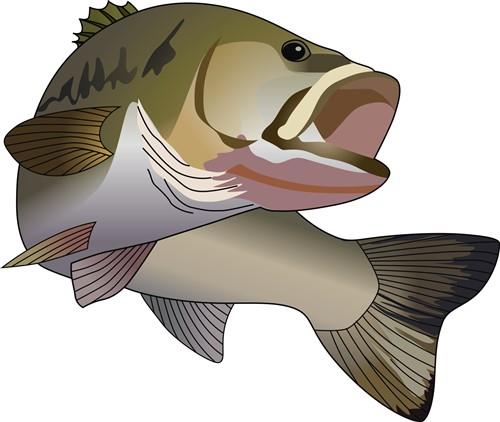 BASS FISH print art print art at