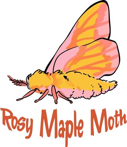 Stock Art Drawing of a Rosy Maple Moth