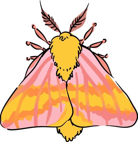 Stock Art Drawing of a Rosy Maple Moth