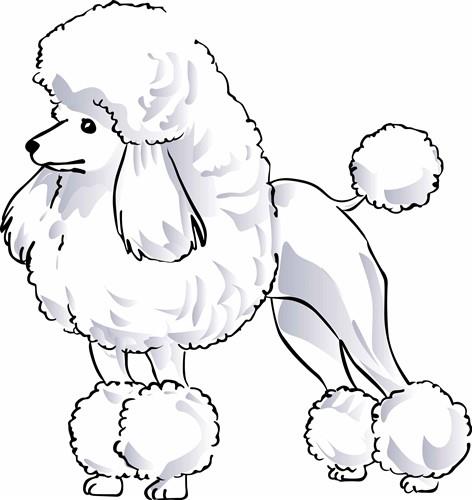 POODLE POODLE