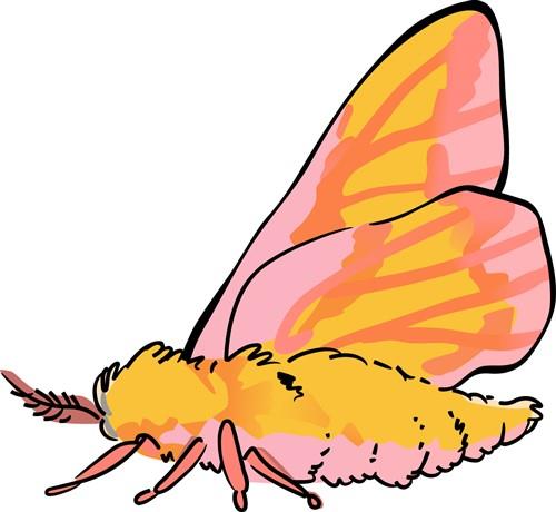 Rosy Maple Moth Rosy Maple Moth
