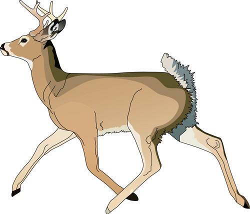 RUNNING DEER RUNNING DEER