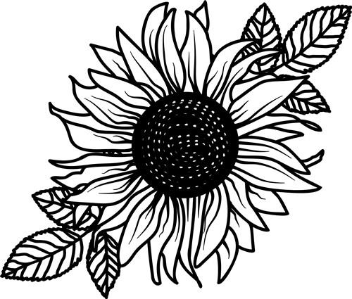 Sunflower Sunflower