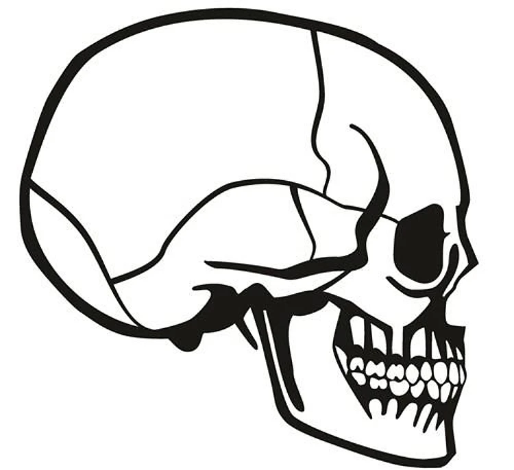Skull Profile